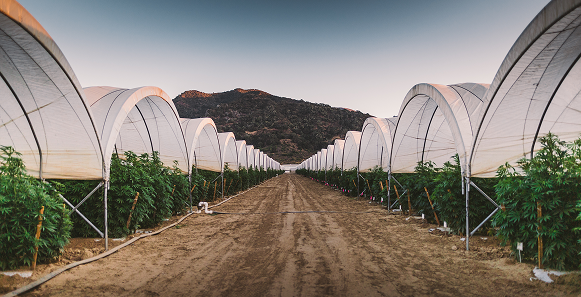 2020091_BrianWalker_0373 (1) 1