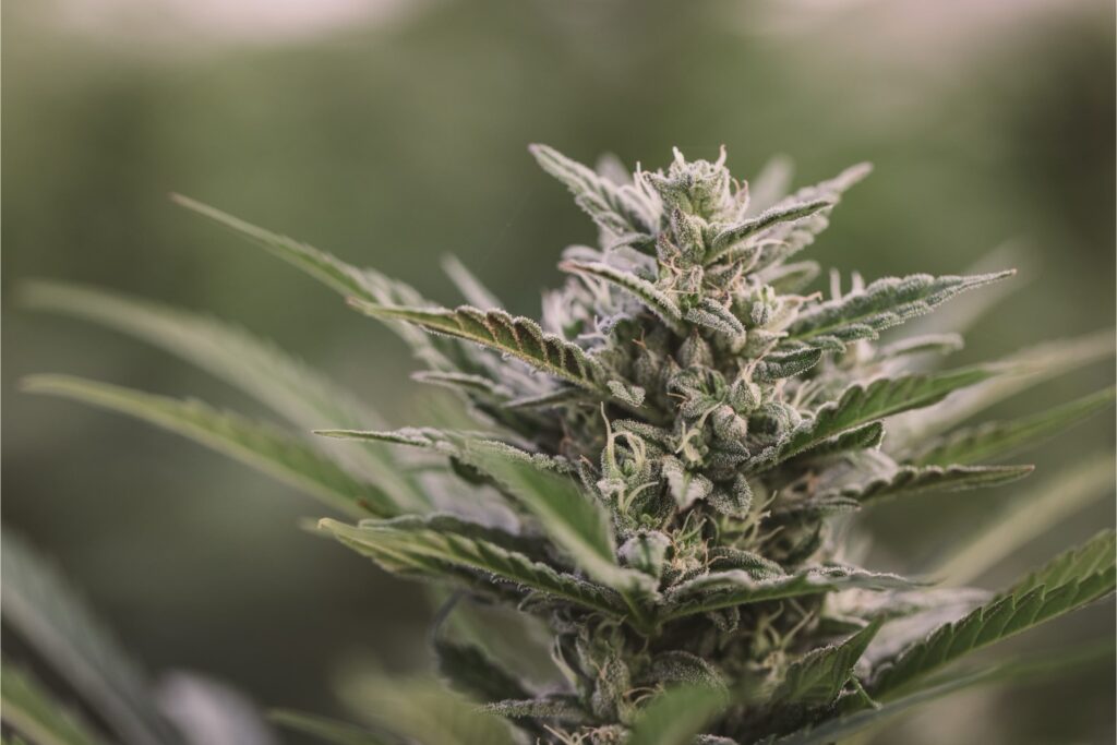 raw garden cannabis plant growing